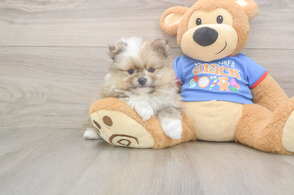 5 week old Pomeranian Puppy For Sale - Puppy Love PR