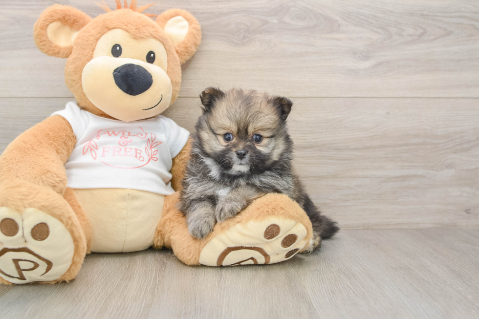 Pomeranian Puppy for Adoption