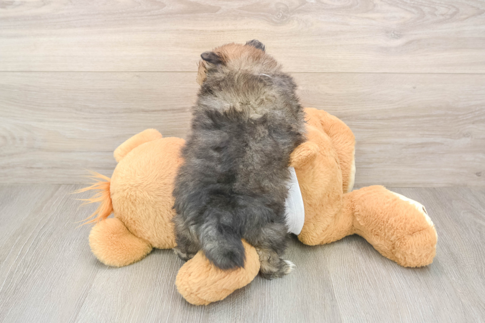 Best Pomeranian Baby