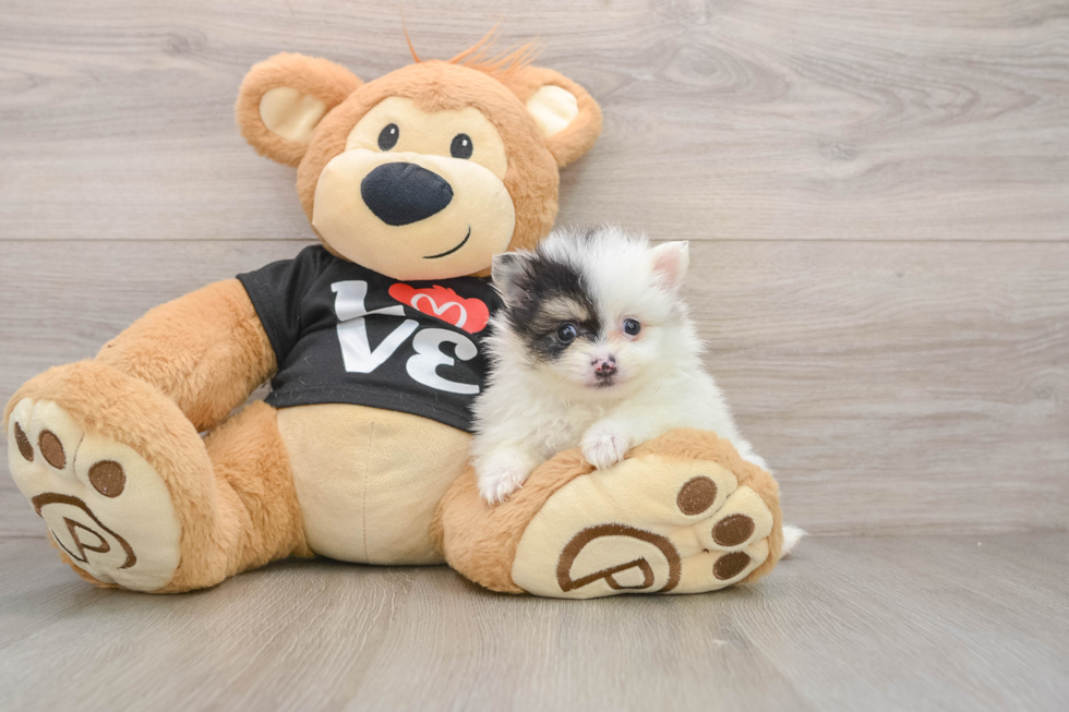 Small Pomeranian Purebred Pup