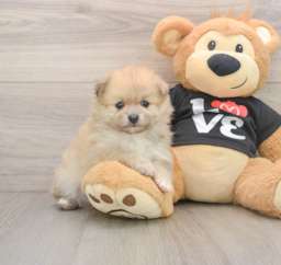 7 week old Pomeranian Puppy For Sale - Puppy Love PR