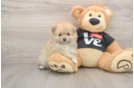 Akc Registered Pomeranian Purebred Pup