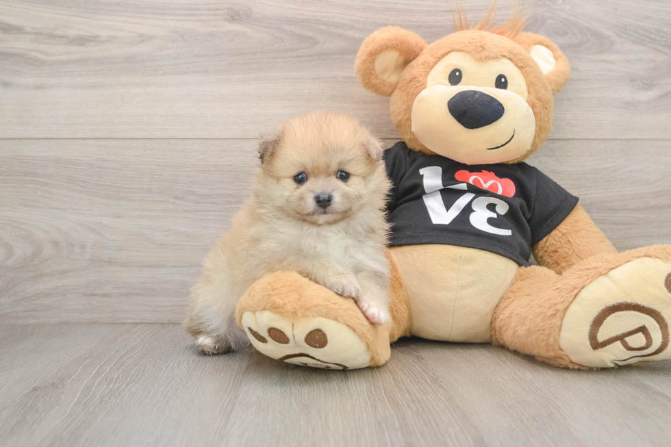 Akc Registered Pomeranian Purebred Pup