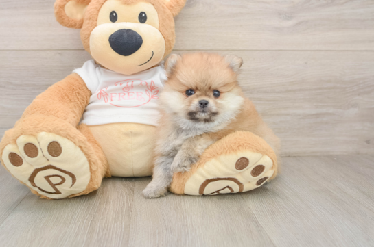 AUGUSTA, a Pomeranian littermate