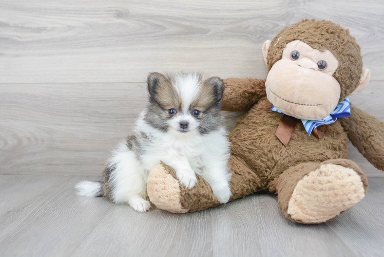 Meet Augusta - our Pomeranian Puppy Photo 1/3 - Puppy Love PR Best Pomeranian Baby