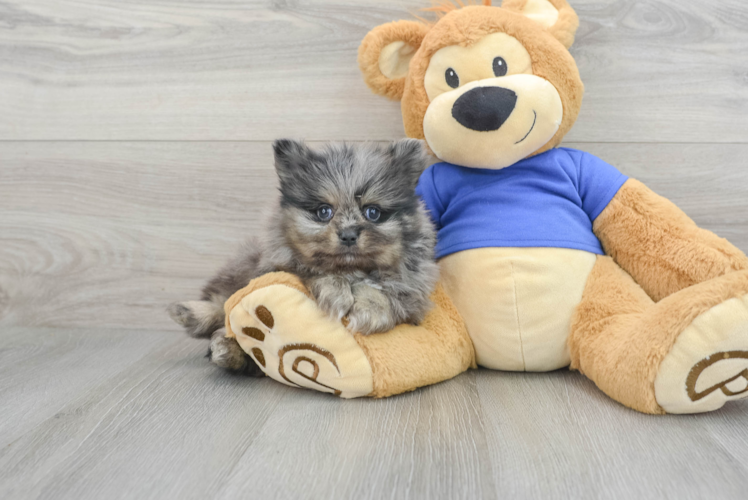 Meet Bento - our Pomeranian Puppy Photo 1/3 - Puppy Love PR Best Pomeranian Baby