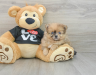 7 week old Pomeranian Puppy For Sale - Puppy Love PR