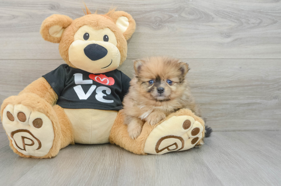 7 week old Pomeranian Puppy For Sale - Puppy Love PR