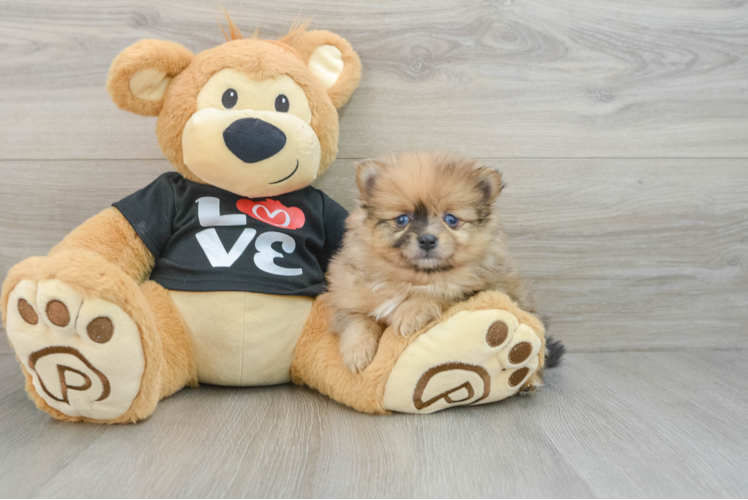 Meet Bento - our Pomeranian Puppy Photo 1/3 - Puppy Love PR Pomeranian Puppy for Adoption
