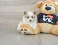 7 week old Pomeranian Puppy For Sale - Puppy Love PR