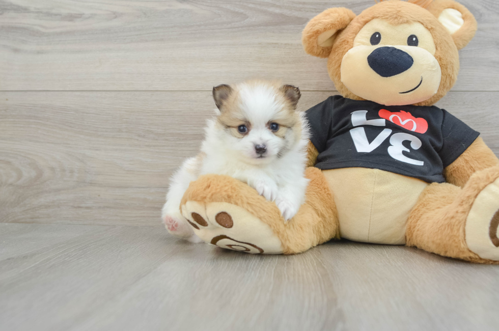 5 week old Pomeranian Puppy For Sale - Puppy Love PR