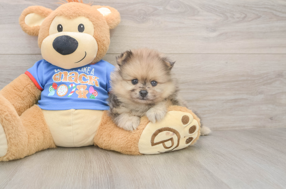 5 week old Pomeranian Puppy For Sale - Puppy Love PR