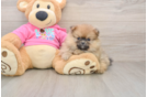 Best Pomeranian Baby
