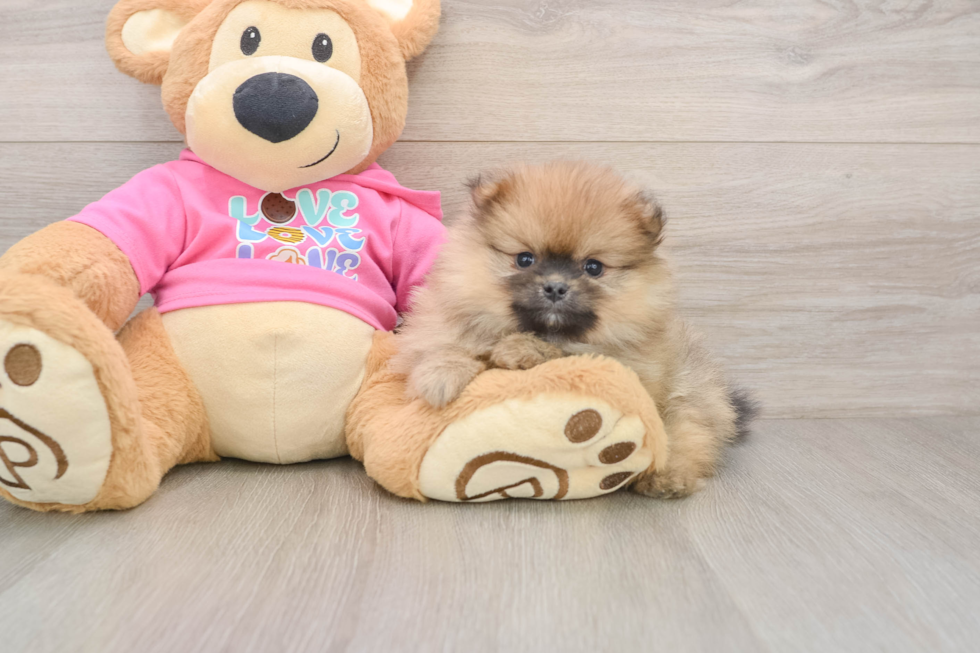 Best Pomeranian Baby