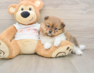 9 week old Pomeranian Puppy For Sale - Puppy Love PR