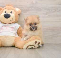 6 week old Pomeranian Puppy For Sale - Puppy Love PR