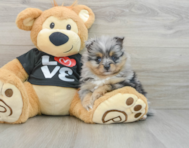 7 week old Pomeranian Puppy For Sale - Puppy Love PR