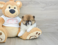 8 week old Pomeranian Puppy For Sale - Puppy Love PR