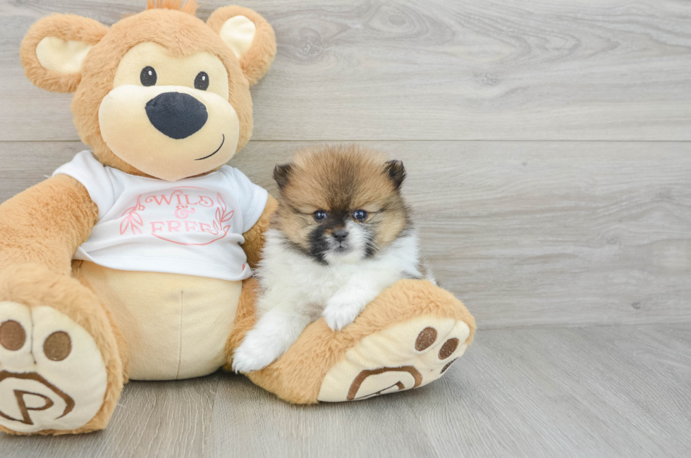 6 week old Pomeranian Puppy For Sale - Puppy Love PR
