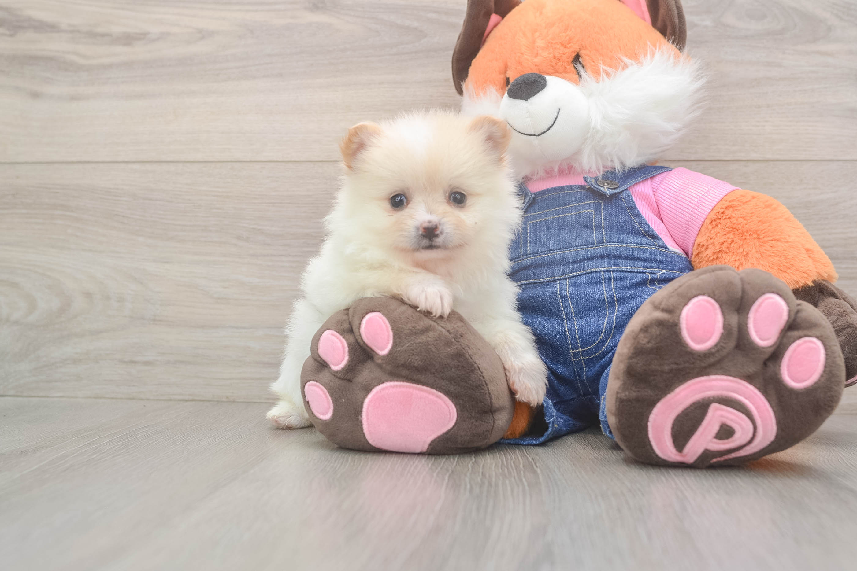 Pomeranian Pup Being Cute