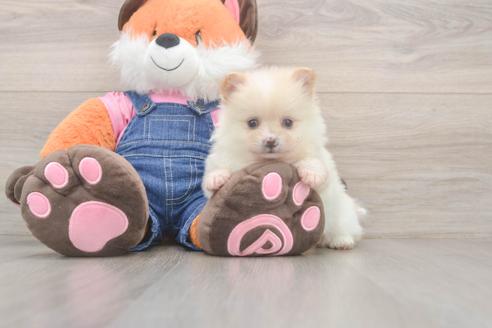 Pomeranian Puppy for Adoption