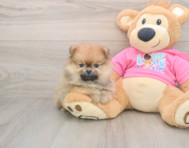 8 week old Pomeranian Puppy For Sale - Puppy Love PR