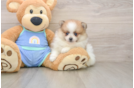 Best Pomeranian Baby