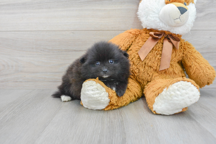 Little Pomeranian Purebred Pup