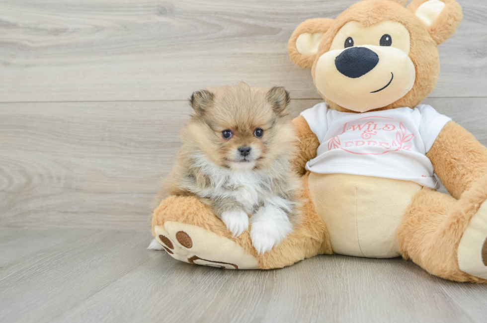 6 week old Pomeranian Puppy For Sale - Puppy Love PR