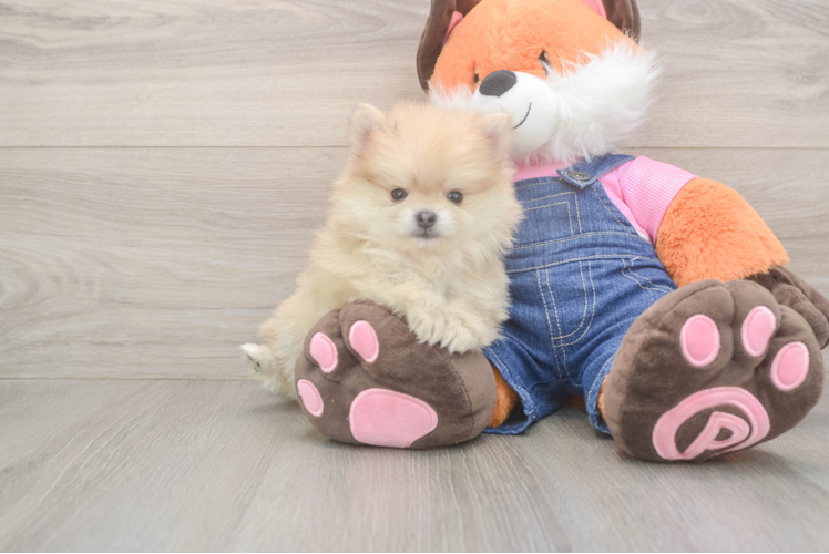 Pomeranian Pup Being Cute