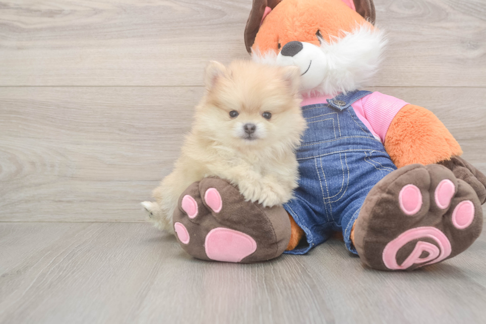 Pomeranian Pup Being Cute