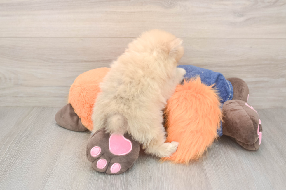 Pomeranian Pup Being Cute