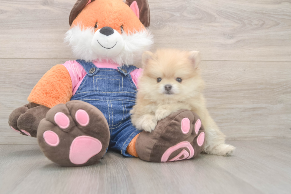 Funny Pomeranian Purebred Pup