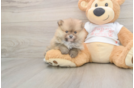 Pomeranian Pup Being Cute