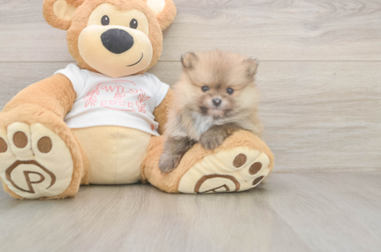 5 week old Pomeranian Puppy For Sale - Puppy Love PR Best Pomeranian Baby