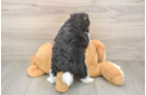 Friendly Pomeranian Baby