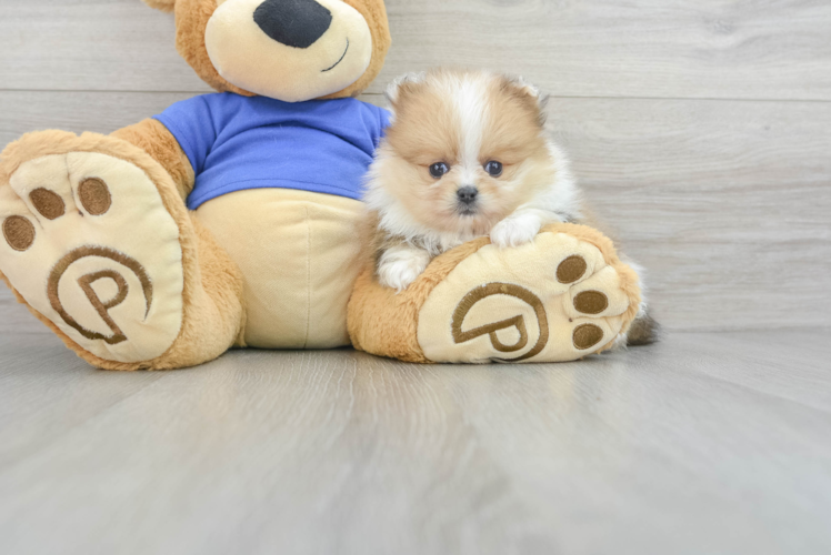 Meet Burberry - our Pomeranian Puppy Photo 1/3 - Puppy Love PR Smart Pomeranian Purebred Puppy