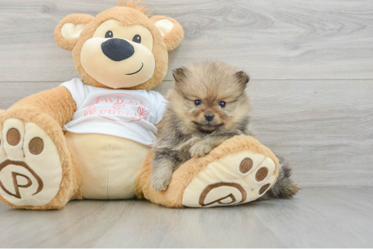 Small Pomeranian Purebred Pup