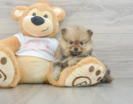 7 week old Pomeranian Puppy For Sale - Puppy Love PR