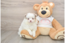 Popular Pomeranian Baby