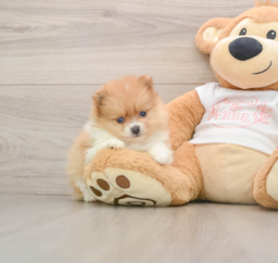 6 week old Pomeranian Puppy For Sale - Puppy Love PR