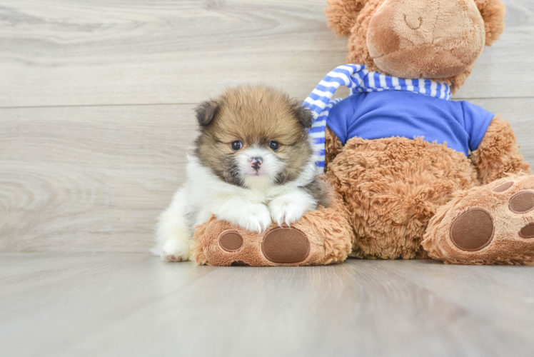 Meet Burton - our Pomeranian Puppy Photo 1/3 - Puppy Love PR Cute Deutscher Spitz Purebred Puppy