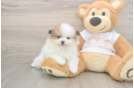 Best Pomeranian Baby