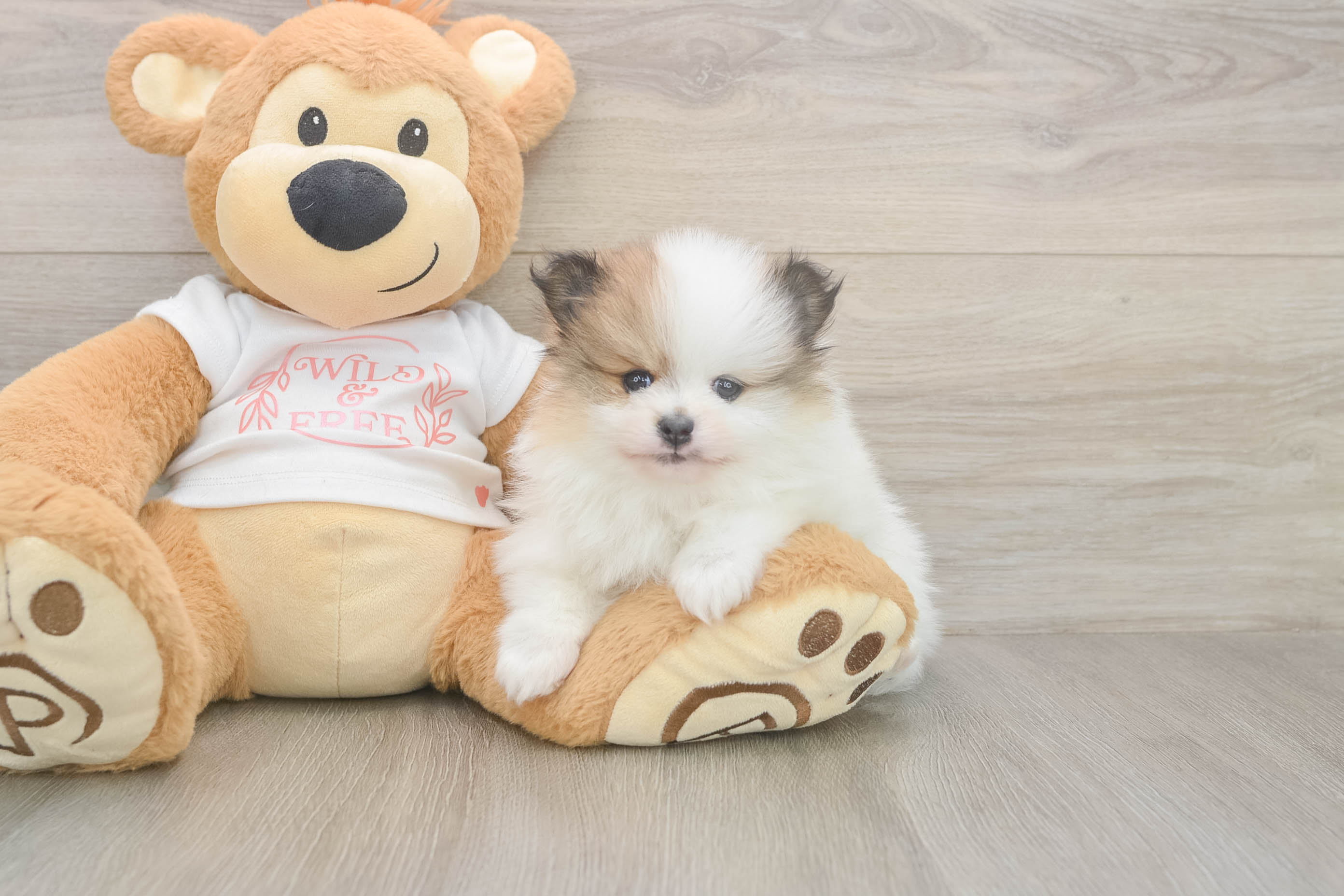 Funny Pomeranian Purebred Pup