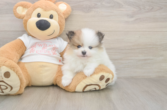 5 week old Pomeranian Puppy For Sale - Puppy Love PR Funny Pomeranian Purebred Pup