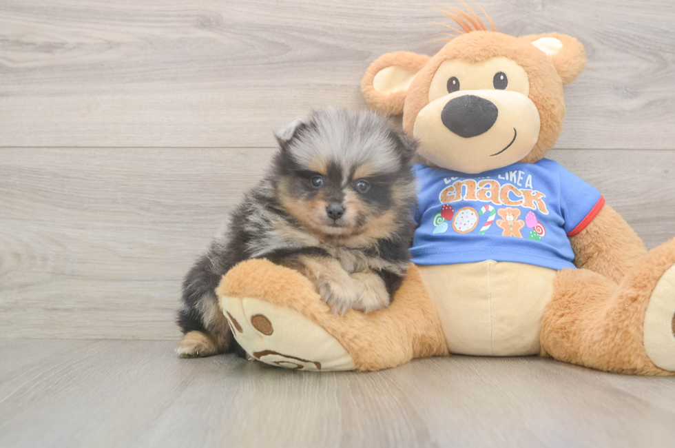 5 week old Pomeranian Puppy For Sale - Puppy Love PR