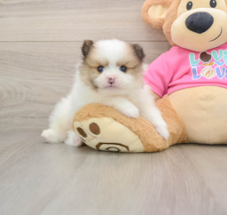 5 week old Pomeranian Puppy For Sale - Puppy Love PR