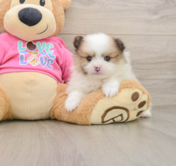 5 week old Pomeranian Puppy For Sale - Puppy Love PR
