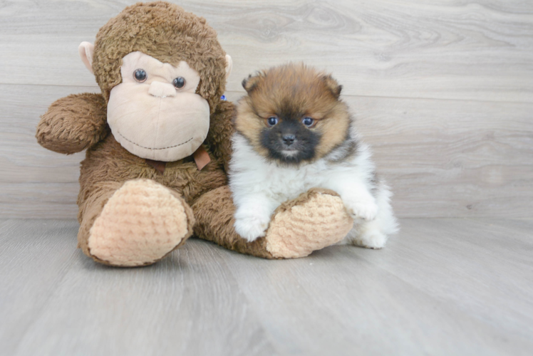 Meet Burton - our Pomeranian Puppy Photo 1/3 - Puppy Love PR Cute Pomeranian Purebred Pup