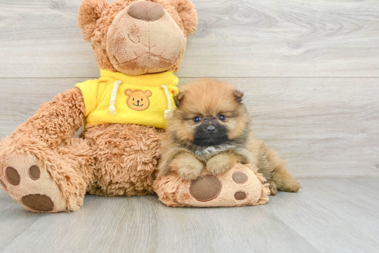 Meet Calico - our Pomeranian Puppy Photo 1/3 - Puppy Love PR Energetic Swergspitz Purebred Puppy